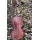 violon végétal 4/4 teinte naturelle fleur de coquelicot
